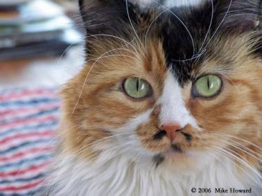 calico