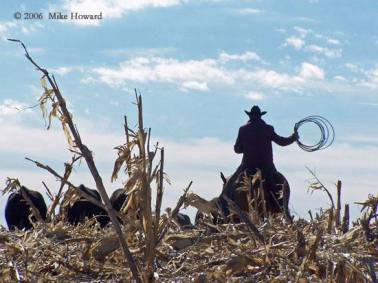 cattle-drive1