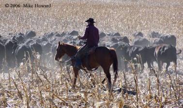 cattle-drive3