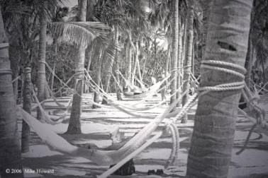 hammocks-palms