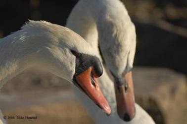 love-birds