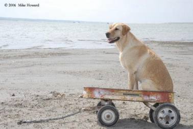 ride