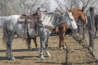 work-horse